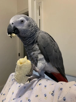 African Grey Parrots available 