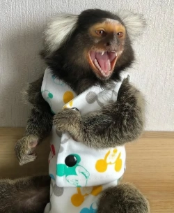 Marmoset Monkey 