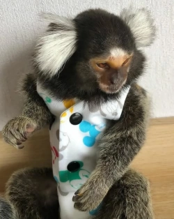Marmoset Monkey 
