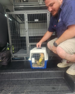 Beautiful parakeets ready to be rehome 