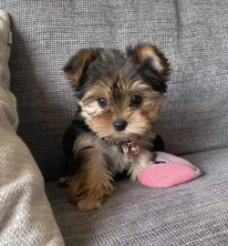 SWEET HOMES OF YORKIE PUPPIES 