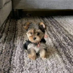 YORKIE PUPPIES FOR ADOPTION
