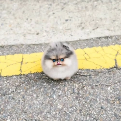 pomeranian puppy