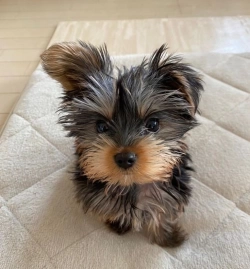 Yorkie puppy