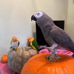 African grey parrot