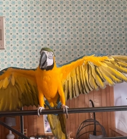 Blue and Gold Macaw for sale