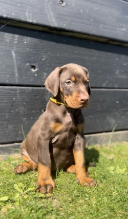 Rehoming Dobermann puppies 