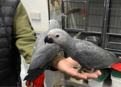 Registered African grey parrots available for Rehoming 