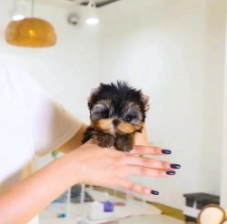 We have 5 cute Yorkie babies available