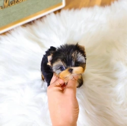 We have 5 cute Yorkie babies available