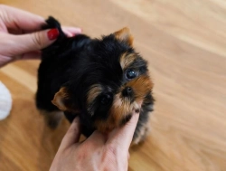 We have 5 cute Yorkie babies available