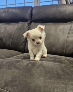 Adorable chihuahua puppies male and females 