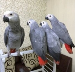 Two African Grey Parrots for Sale