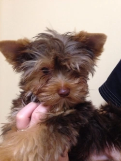 Yorkie puppy