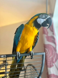 Macaw parrots for sale 