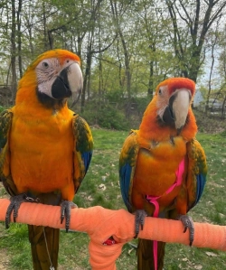 A pair of Macaw parrots available for adoption 