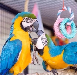 Buy Macaw parrots online 