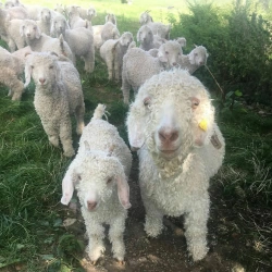 Angora goats available for new homes 