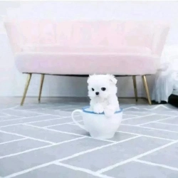 Teacup Yorkie up for adoption 