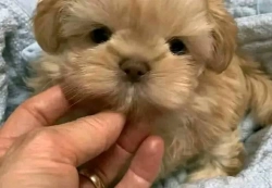 Adorable Teacup for Rehoming 