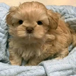 Adorable Teacup for Rehoming 