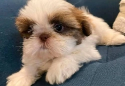 Registered Teacup available for sale 