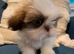 Registered Teacup available for sale 