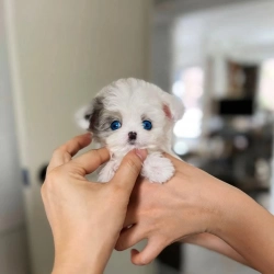 Vet checked Teacup yorkies for Rehoming 