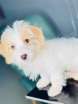 Adorable Teacup yorkie