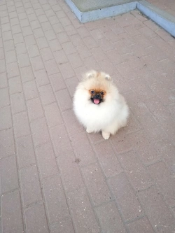 Spitz Pomeranian puppy for sale 
