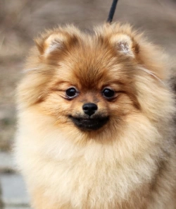 Pomeranian puppy for adoption 