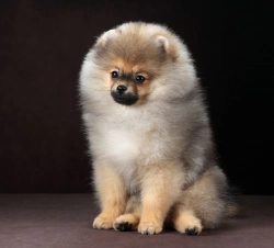 Pomeranian Spitz puppies for Rehoming 