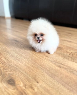 Pomeranian  puppy for adoption 