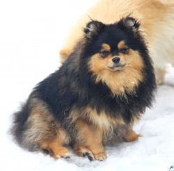 Spitz pomeranian 