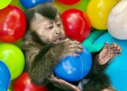Capuchin monkey for Rehoming 