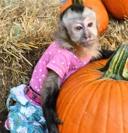 Beautiful Capuchin Monkey 