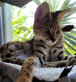 Cute F1 Savannah Kitten Lou Ready To Go