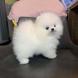 Enduring Teacup Pomeranian Puppies