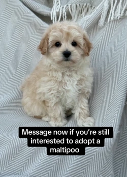 Maltipoo puppy searching forever home 
