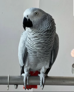 African grey parrot for adoption 