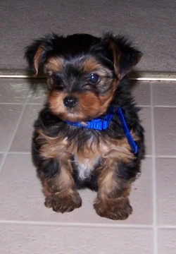 Yorkie puppy