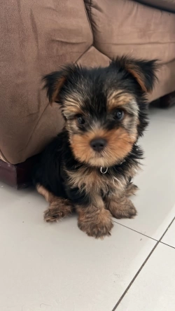 Yorkie puppy