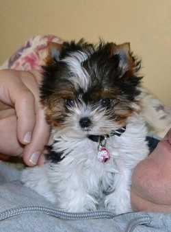 Yorkie puppy