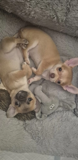 Beautiful puppies male and female chihuahua 
