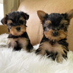 Yorkie puppy