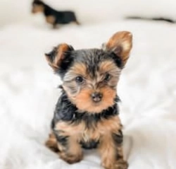 Teacup AKC registered Yorkie puppies,