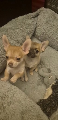 Beautiful home raised puppies chihuahua 