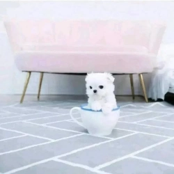 Teacup bichon maltes Up For Adoption 