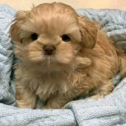 Adorable Teacup For Rehoming 