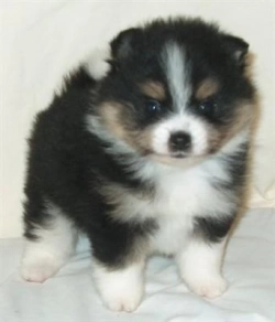 Looking For A Toy Or Tea Cup Pomeranian Male